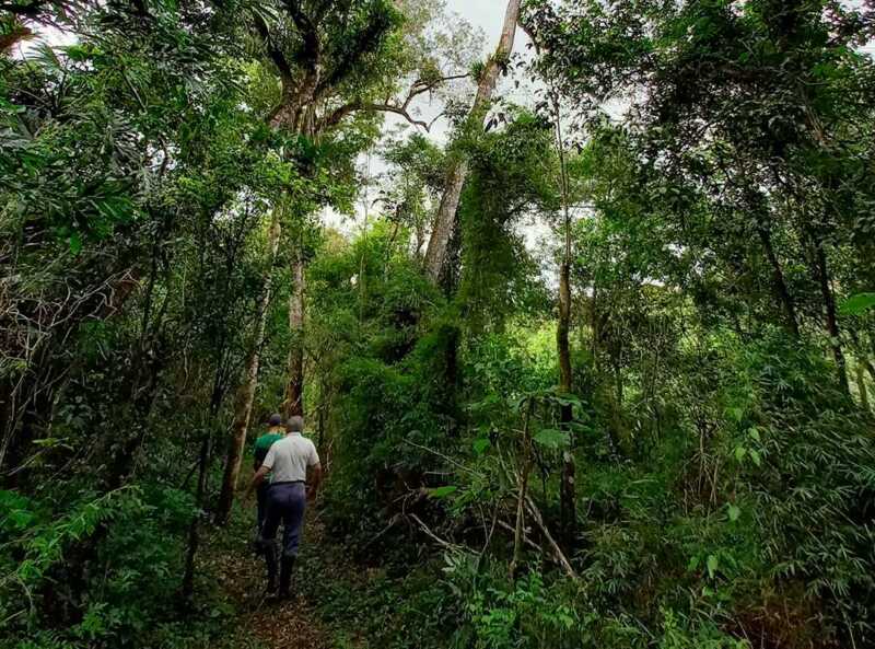 Vida Silvestre ya plantó más de 270 mil árboles nativos en la selva misionera 2 La restauración del bosque nativo busca fortalecer corredores biológicos clave para especies como el yaguareté y mejorar la calidad de vida de las comunidades rurales.