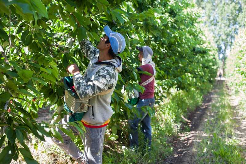 trabajadores cosecheros - 3