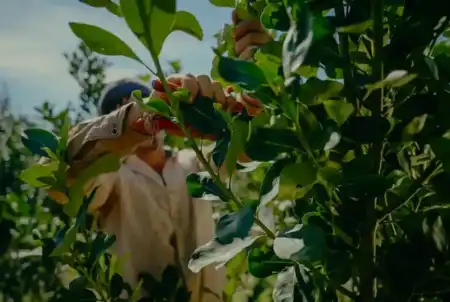 yerba
