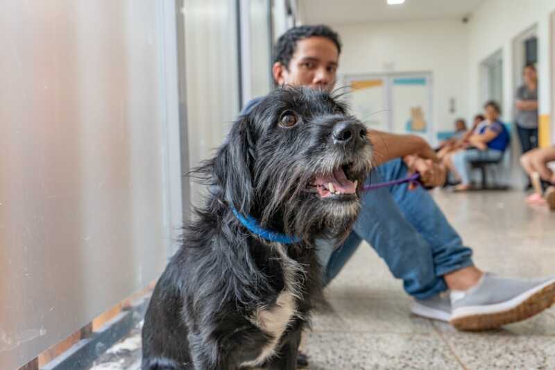 IMUSA sale a la calle y redobla la atención veterinaria en Posadas 3 IMUSA intensifica operativos veterinarios y amplía cobertura en los barrios