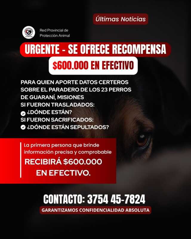 Investigan el paradero de 23 perros trasladados por la Municipalidad de Guaraní