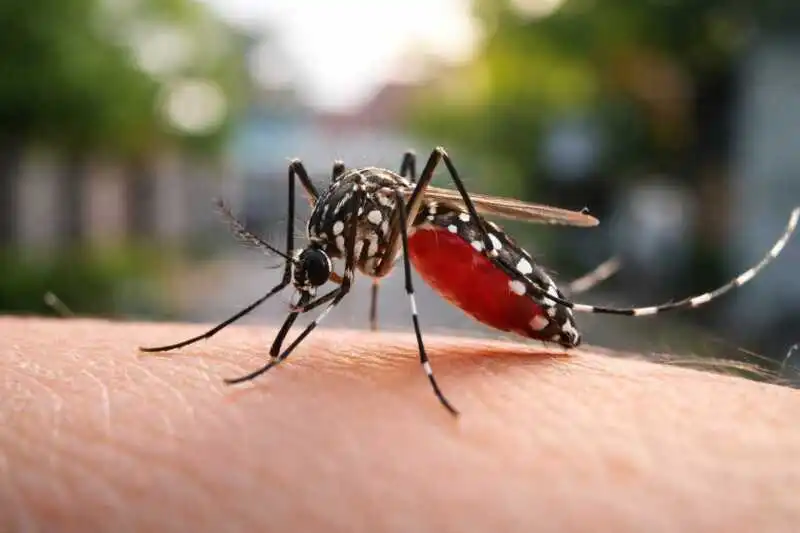 Chikungunya en alza: ya hay 837 casos en la Argentina 1 Chikungunya