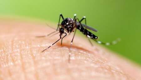 Chikungunya