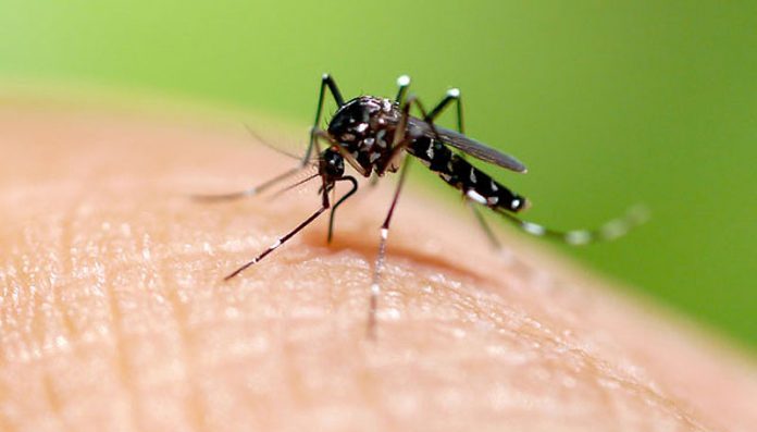 Chikungunya en alza: ya hay 837 casos en la Argentina Chikungunya