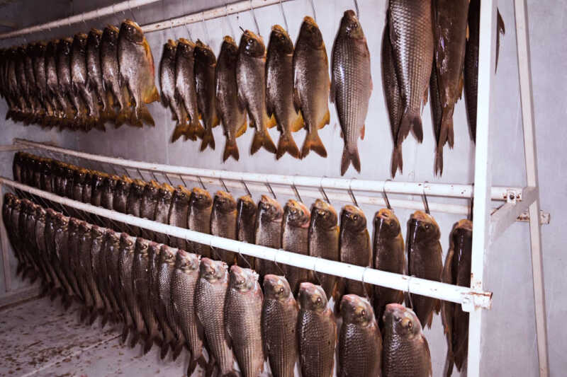 Misiones impulsa la acuicultura con una cosecha de 5 toneladas en Semana Santa 3 Semana Santa: Misiones refuerza el abastecimiento con pescado local