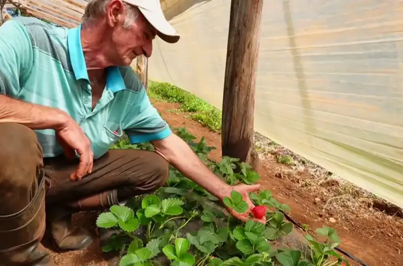Misiones lanzó “Ahora Chacra” con reintegros para productores 1 Misiones