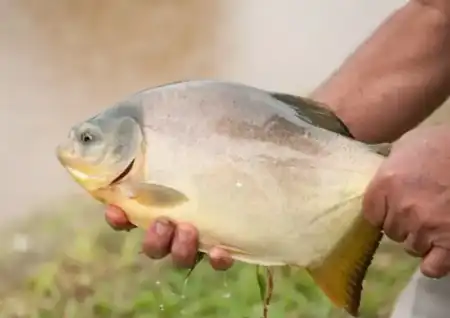 Misiones reforzó su cadena acuícola con la venta de 16.500 kilos de pescado Misiones