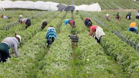 RENATRE y OIT alertan sobre la vulnerabilidad del trabajo migrante en el campo RENATRE