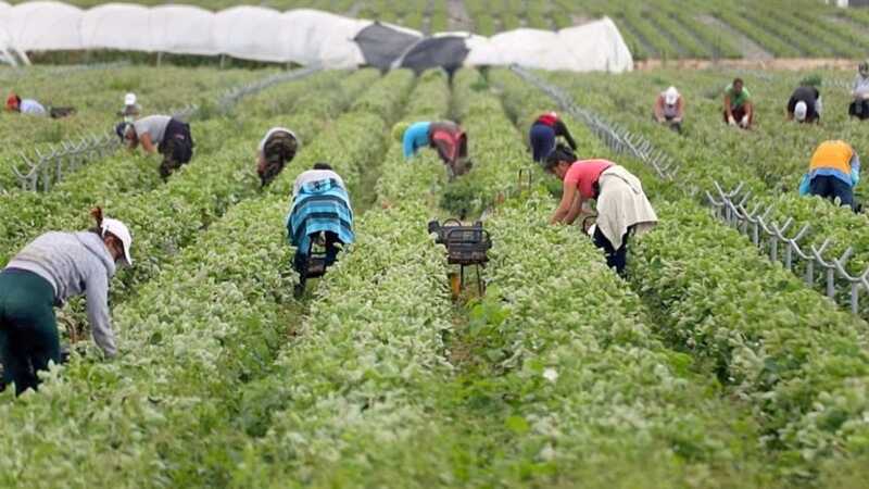 RENATRE y OIT alertan sobre la vulnerabilidad del trabajo migrante en el campo RENATRE
