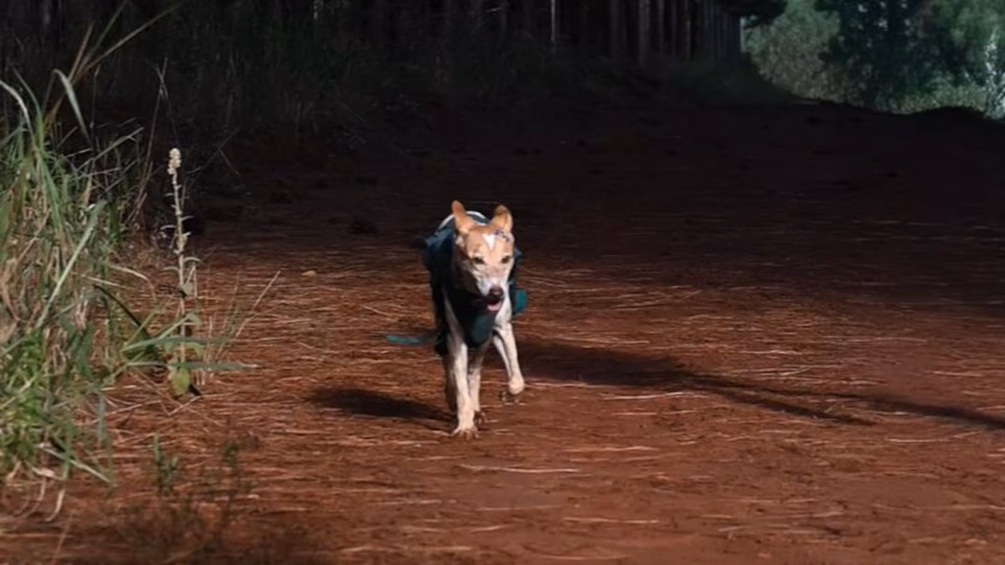 Trail 
