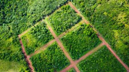 Amplio operativo de control forestal en Misiones: detectan infracciones y frenan actividades ilegales Ecología operativo control en Misiones