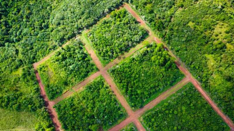 Amplio operativo de control forestal en Misiones: detectan infracciones y frenan actividades ilegales Ecología operativo control en Misiones