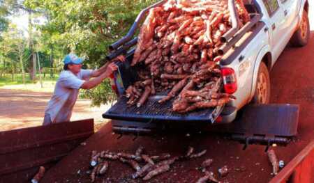 La mandioca ingresó al rojo en el semáforo de economías regionales y refleja el deterioro del sector mandioca semáforo economías regionales