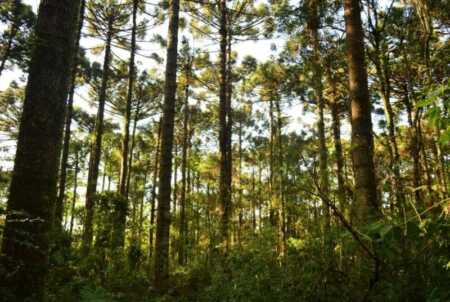 Misiones debate el futuro forestal en Eldorado: “El desafío es hacer al sector más competitivo” Jornadas Técnicas Forestales y Ambientales en Eldorado