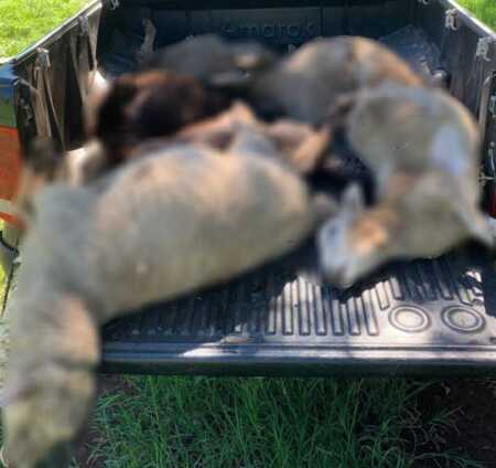 Presunto ataque de felino mata 12 ovejas en Fachinal WhatsApp Image 2026 04 22 at 18.44.09 - 4