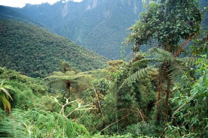 Restaurar la selva para conectar lo que queda: el proyecto que busca recomponer la Mata Atlántica desde Misiones 5 WhatsApp Image 2026 04 24 at 16.48.07 1 - 4