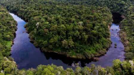 Restaurar la selva para conectar lo que queda: el proyecto que busca recomponer la Mata Atlántica desde Misiones restauración selva y bosque nativo