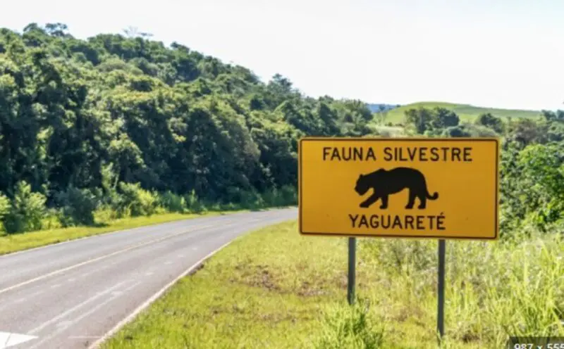 Misiones avanza con un plan clave para recuperar la población de yaguaretés en la Reserva Yabotí 4 Yaguareté