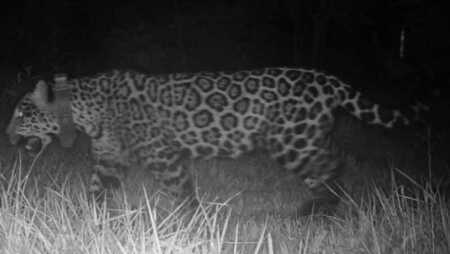 Murió una yaguareté en Misiones tras ataque de otro felino, según confirmaron estudios yaguareté