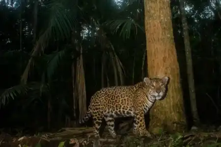 Brasil y Argentina inician un monitoreo binacional de yaguaretés con más de 250 cámaras Más de 250 cámaras trampa se instalan en el Bosque Atlántico para monitorear al yaguareté, especie en peligro crítico.