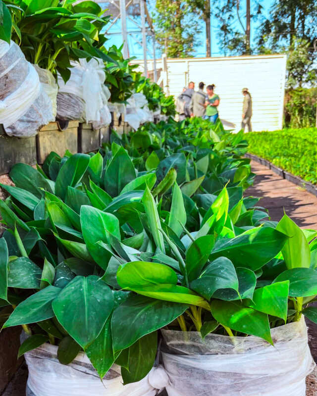 Biofábrica envía 55.000 plantines de banano a Salta y fortalece su modelo productivo con proyección nacional e internacional 3 Desde Posadas, la Biofábrica despachó el primer lote de plantines de banano hacia Salta, consolidando su modelo de producción biotecnológica.