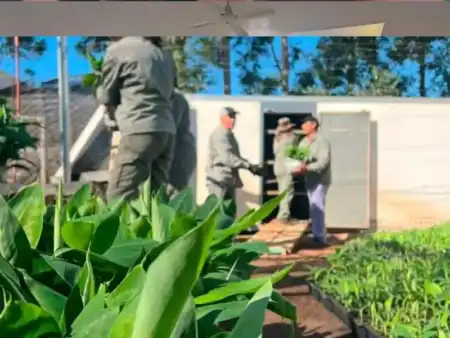 Biofábrica envía 55.000 plantines de banano a Salta y fortalece su modelo productivo con proyección nacional e internacional Biofábrica Misiones concretó el envío de 55.000 plantines de banano a Salta, en el marco de un plan productivo que alcanzará los 275.000 ejemplares.