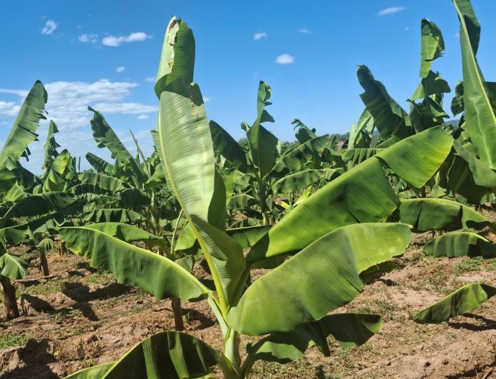 Biofábrica envía 55.000 plantines de banano a Salta y fortalece su modelo productivo con proyección nacional e internacional 2 Trabajadores del vivero tecnológico participaron de la carga de 55.000 plantines, resultado de casi un año de producción in vitro.