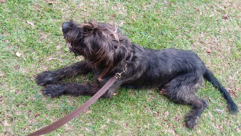 Paseador de perros, un oficio que se mantiene vigente en Posadas: cuánto vale actualmente 4 paseador perros posadas 3 - 3