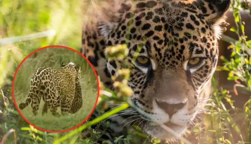 Nació una nueva cría de yaguareté en Iberá y ya son 50 los ejemplares en vida silvestre Rewilding Argentina confirmó el nacimiento de una nueva cría de yaguareté en Iberá. La población silvestre ya alcanza los 50 ejemplares.