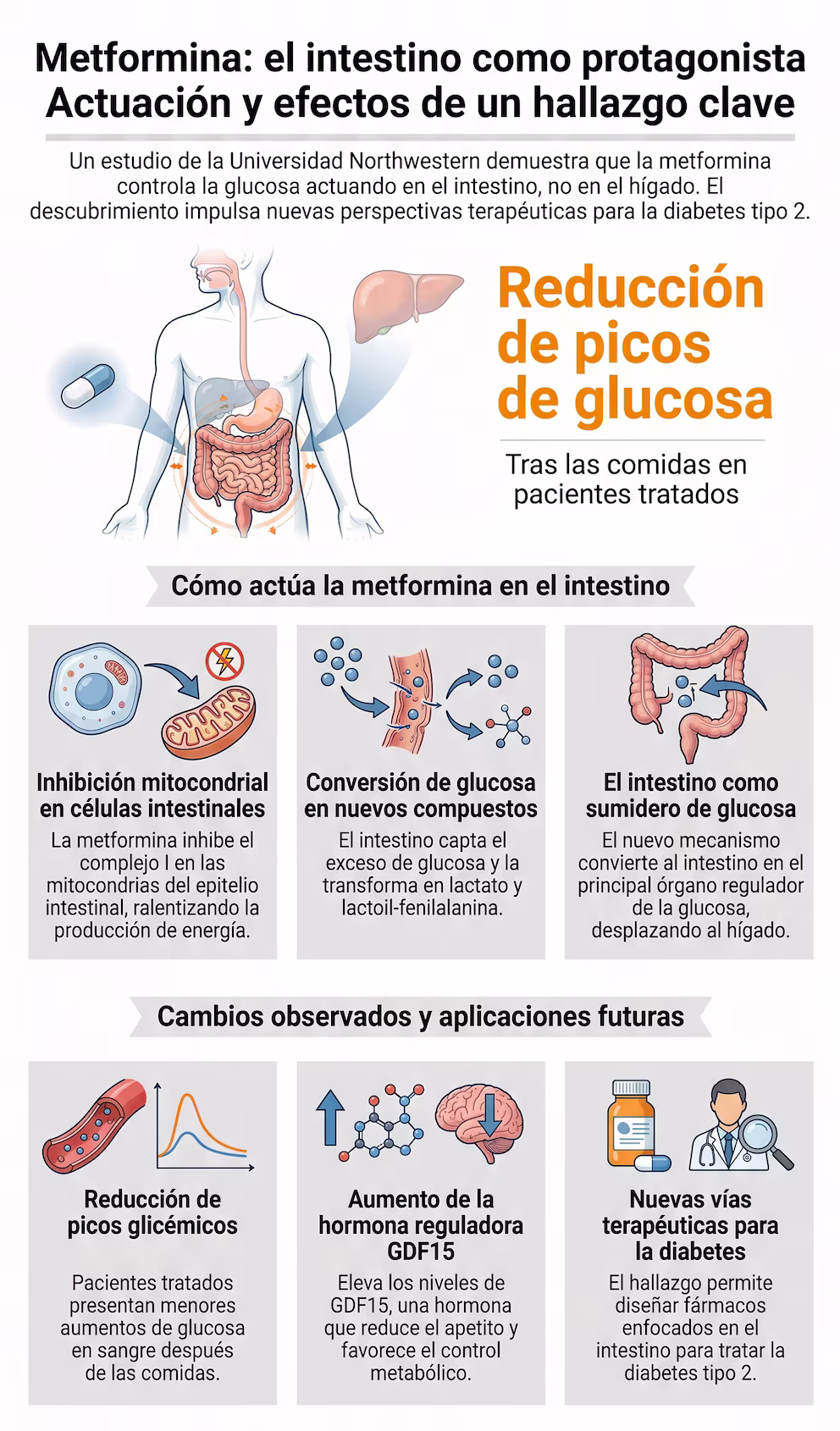 Un estudio internacional replantea cómo funciona la metformina en el organismo
