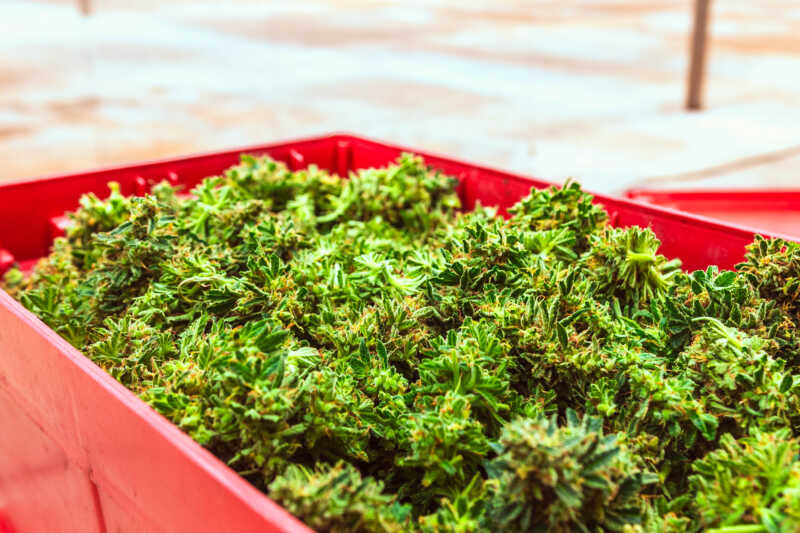 Biofábrica Misiones avanza con la primera cosecha de cannabis medicinal 1 Biofábrica
