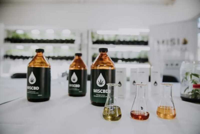 Biofábrica Misiones avanza con la primera cosecha de cannabis medicinal Biofábrica