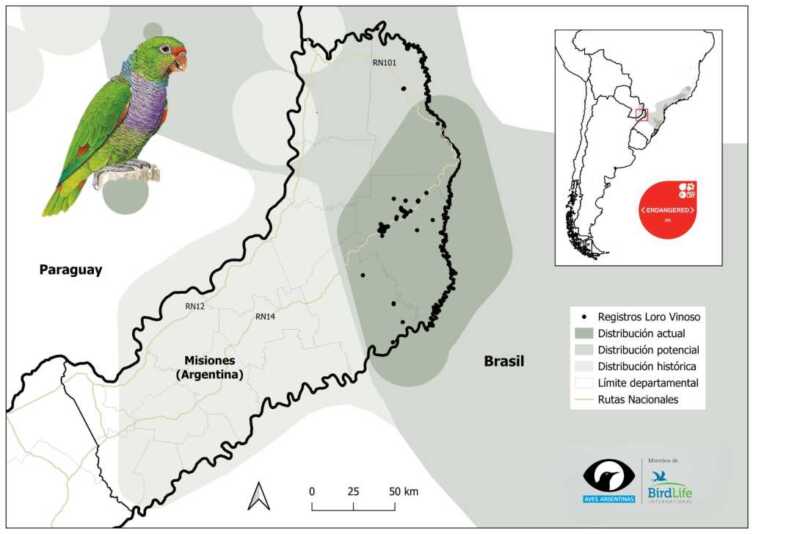 La selva misionera busca darle una nueva oportunidad al Loro Vinoso
