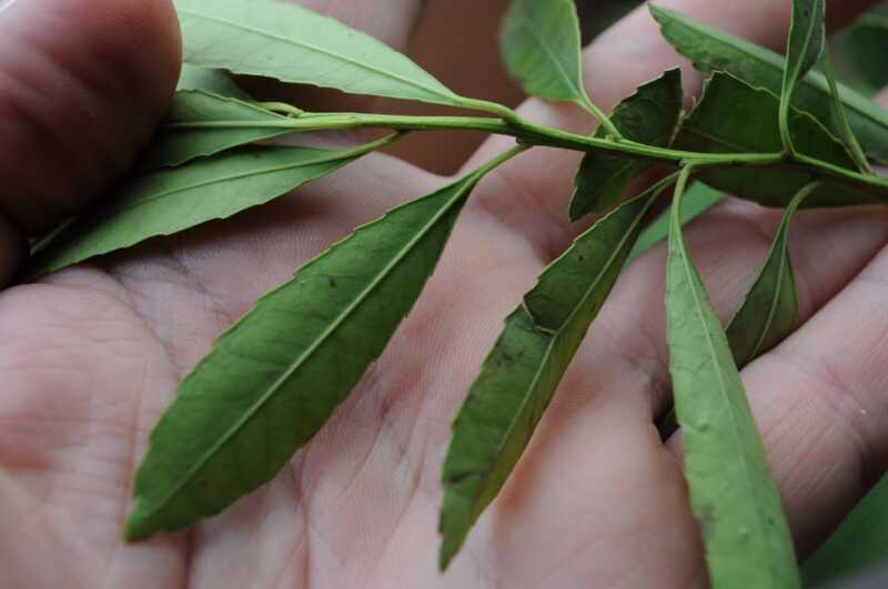 Rovira anunció un bono verde, trazabilidad para la yerba mate y un bono soberano para financiar obras en Misiones 2 La discusión por la Ilex dumosa reabre el debate sobre la definición y el futuro de la yerba mate argentina.