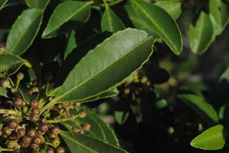 El INYM ratifica su postura: rechaza incorporar la Ilex dumosa como “Yerba Mate” en el Código Alimentario El organismo yerbatero volvió a rechazar cambios en el Código Alimentario que podrían modificar la identidad del producto.
