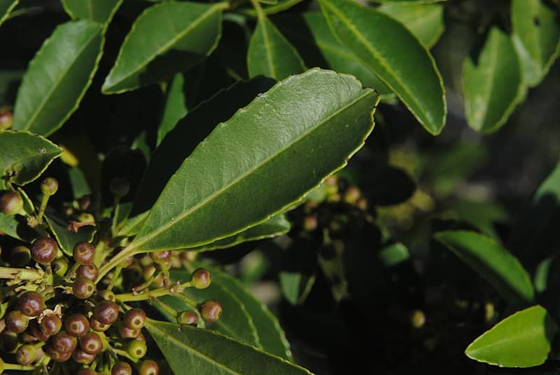 El INYM ratifica su postura: rechaza incorporar la Ilex dumosa como “Yerba Mate” en el Código Alimentario El organismo yerbatero volvió a rechazar cambios en el Código Alimentario que podrían modificar la identidad del producto.