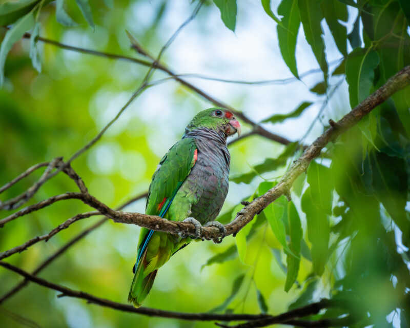 Loro