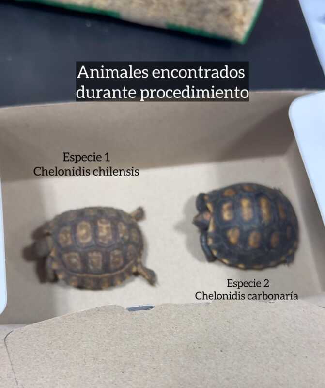 Grave denuncia: acusan a la Justicia de excluir a una ONG en una causa por tráfico de fauna 3 La ONG OHANA aseguró que fue apartada de la causa luego de advertir graves irregularidades en un operativo policial por comercialización ilegal de animales.