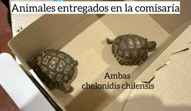 OHANA denunció alteración de pruebas en una causa por fauna silvestre 4 El caso investiga presunto tráfico ilegal de fauna silvestre en Eldorado y abrió una fuerte polémica por la supuesta alteración de evidencia viva.