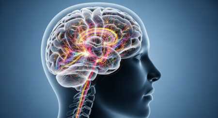 Glucosa y cerebro: descubren su rol clave en el desarrollo neuronal QMK4YV7PQBH5DOY5UZOGJ3R7Z4 - 1