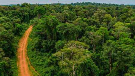 Día de la Selva Misionera: Misiones protege más de 550 mil hectáreas de biodiversidad Día de la Selva misionera