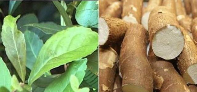 La yerba mate y la mandioca continúan en rojo en el semáforo de economías regionales de Coninagro yerba y mandioca semáforo CONINAGRO