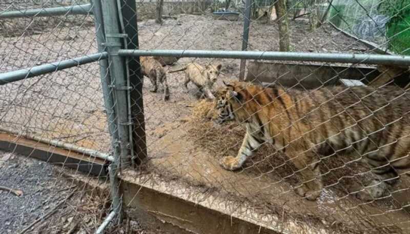 México: capturaron a un presunto líder narco y hallaron armas, drogas y siete tigres en cautiverio capturaron a un presunto líder narco en México