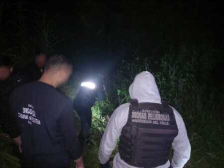 Secuestraron más de $4 millones en marihuana en operativos realizados en Montecarlo y Alba Posse Secuestraron más de $4 millones en marihuana