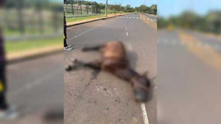 Murió un caballo tras desplomarse en plena avenida de Posadas WhatsApp Image 2026 05 28 at 16.50.47 - 1
