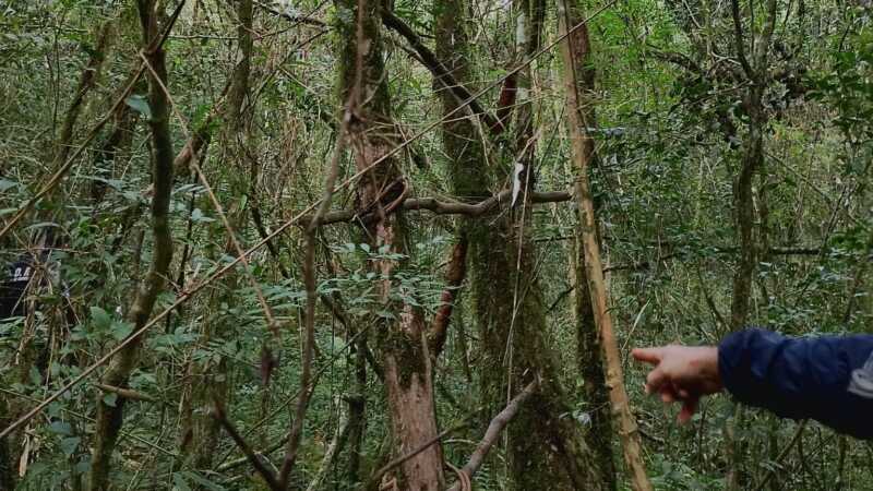 trampas caza furtiva Gobernador Roca