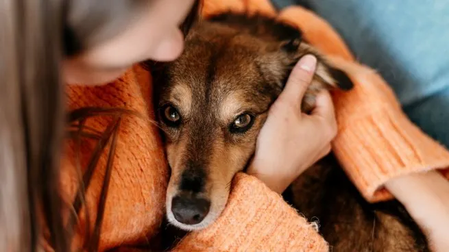 Veterinarios advierten que el exceso de abrigo puede ser tan perjudicial como el frío en mascotas.