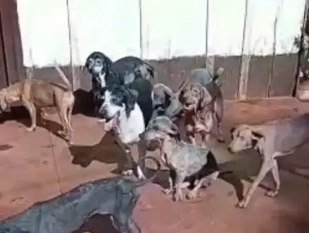 GUARANÍ perros