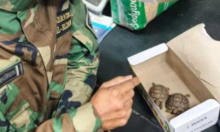 Grave denuncia: acusan a la Justicia de excluir a una ONG en una causa por tráfico de fauna La Fundación Dante Piesco denunció la desaparición de una tortuga protegida bajo custodia policial y cuestionó el accionar del Juzgado de Instrucción N° 1 de Eldorado.