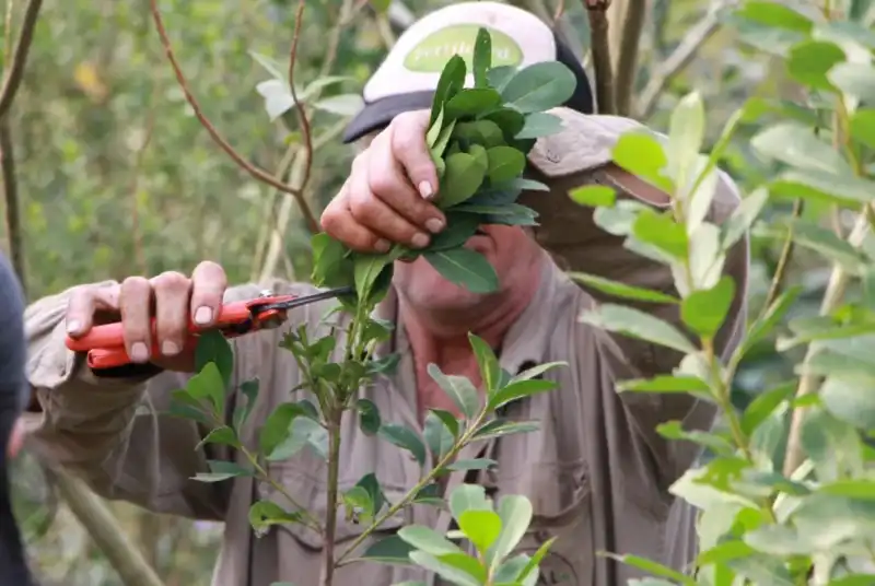 Más de 11.600 productores acceden a la trazabilidad digital de la yerba mate en Misiones productores
